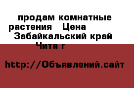 продам комнатные растения › Цена ­ 1 000 - Забайкальский край, Чита г.  »    